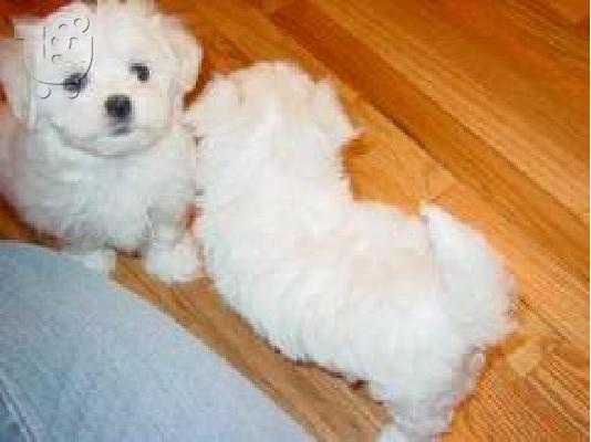 PoulaTo: maltese